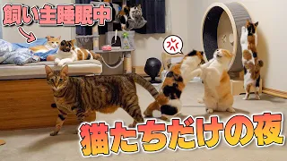 飼い主が寝ている間猫たちは何をしているの？隠し撮りしたらまさかの事実が判明しました…