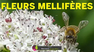 AIDEZ LES ABEILLES EN PLANTANT DES FLEURS MELLIFÈRES. LES MEILLEURES ESPÈCES ET NOS BONS CONSEILS