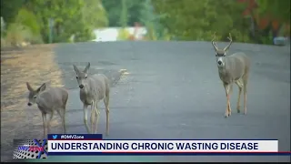 Virginia wildlife experts investigating spread of 'zombie deer disease' | FOX 5 DC