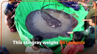 Stingray caught in Cambodia sets record