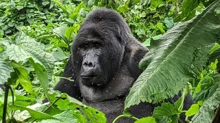 Mountain Gorilla Trekking - Southwest Uganda
