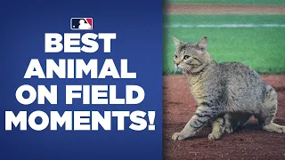 Best ANIMAL ON FIELD moments of the 2021 season! (Cats on field a Yankee Stadium and Coors Field!)