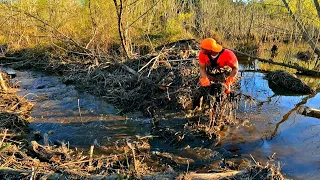 Beaver Dam Swamp The Day After Draining! | BEAVER DAM REMOVAL In GATOR Creek! S2 EP. 14!