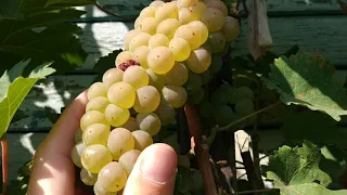Йоханнитер, раннесредний беловинный сорт винограда