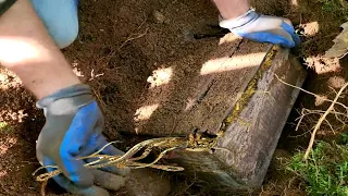 É Descoberto Maior Baú de OURO Encontrado em 2023 - Ginho da Selva