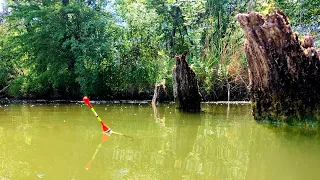 Бешеные КАРПЫ гнут удочку и прут в КОРЯГИ. Рыбалка на поплавок 2022