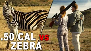 Air Gun vs Zebra | African Spot n Stalk Hunt