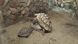 Спаривание черепах в Зоопарке
