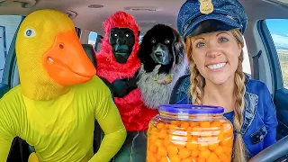 Police Surprises Puppy and Rubber Ducky with Car Ride Chase!