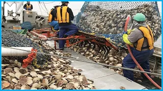 Catching Hundreds Tons Scallops in Atlantic Ocean - Amazing Scallop Fishing Vessel and Processing