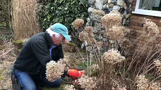 Pruning Hydrangea arborescens ‘Annabelle’ with Adrian Bloom