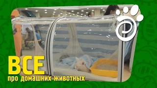 Что Нужно Коту На Выставке. Все О Домашних Животных