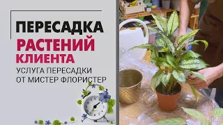 ПЕРЕСАДКА растений клиента в мастерской: замиокулькас, хамедорея, сциндапсус, спатифиллум, крассула