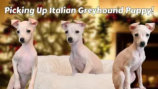 Picking Up our New Italian Greyhound Puppy