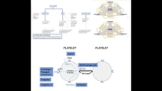 Antiplatelet therapy peri-PCI: acute and long-term management- Elias Hanna, Univ Iowa