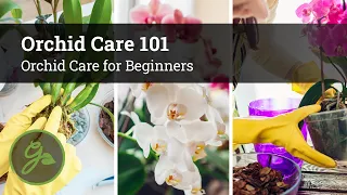 Orchid Care 101 / Orchid Care for Beginners