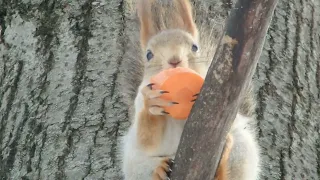 Белки и морковка / Squirrels and carrots