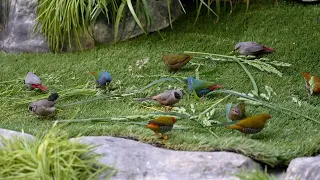 Just peaceful birds, spring in the Aviary