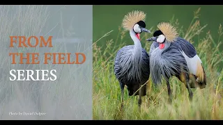 Addressing Illegal Grey Crowned Crane Poisoning in Lwengo District, Southcentral Uganda