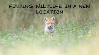 PHOTOGRAPHING FOXES, ROE DEER and HARES in a NEW LOCATION - WILDLIFE VLOG