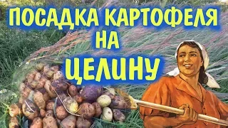 Картофель на целине без перекопки. Что получилось?