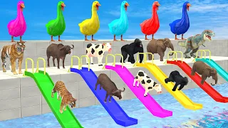 5 Giant Ducks Cow Elephant Tiger Gorilla T-Rex Do Not Pick The Wrong Slide Water Park Challenge