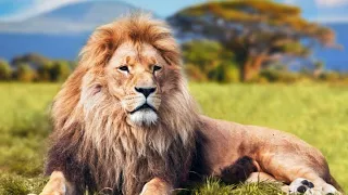 THE LION KING | SIMBA | THE LION KING FULL MOVIE THE LION KING STORY | fairy tales | stories