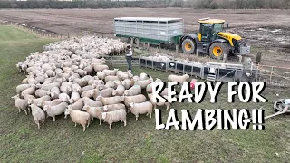 COMING HOME FOR LAMBING!!