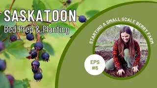 INTRODUCING SASKATOON | BED PREP & PLANTING | FOOD FOREST MARKET GARDENING | PERMACULTURE BERRY FARM