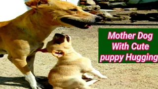 Puppy Hugging His Mom /Mother Dog care about her puppy, So Precious & Cute