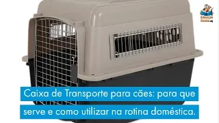 Caixa de Transporte para cães: para que serve e como utilizar na rotina doméstica.