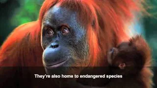 Palm oil: how our consumer choices affect wildlife