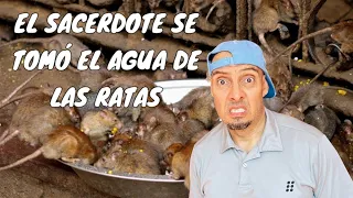 El Templo Secreto de las Ratas (Documental)