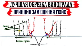 🍇 Обрезка винограда по Гюйо. Лучшая обрезка для поддержания высокого урожая и выбраной формы куста.