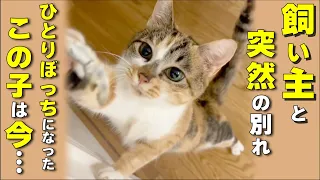 【保護猫】パパどこにいくの？…飼い主が居なくなった猫が辿り着いた結末が・・(みぃちゃん)