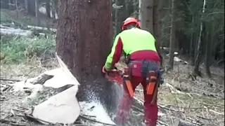 Modern Extreme Huge Tree Cutting Down Fastest Chainsaw Felling Wedge Lumberjack Skills