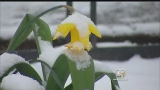 April Snow In Boston