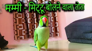 Mummy Papa Bolne Wala Tota || Talking Parrot || Pattu Parrot Talking (⁠✷⁠‿⁠✷⁠)