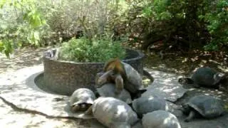 Giant Tortoises Making Babies