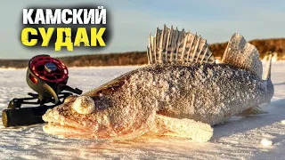 Новый бур Strikemaster, поиск судак с Практик 8