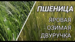 Пшеница - Яровая, Озимая и Двуручка. Что такое пшеница Двуручка?