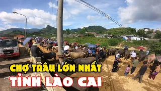 Khám Phá Chợ Phiên Đặc Biệt Lớn Nhất Tây Bắc | Chợ Trâu Bắc Hà - Lào Cai