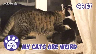 My Cats Are Weird 🐈🐈 S6 E7 Lucky Ferals Cat Video