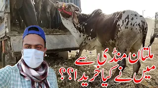Multan Cow Mandi Say Manay Kia khreeda? | Qurbani 2021 | | SS Tv |