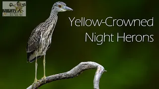 Yellow-crowned Night Heron (juvenile and adult)