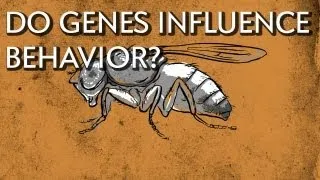 How Do Genes Influence Behavior? - Instant Egghead #18