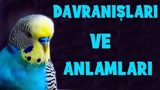 Muhabbet Kuşu Davranışları Hareketlerinin Anlamı