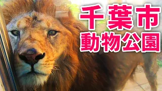 千葉市動物公園を探索！チビーター、ライオン、チーターバーガー (Chiba Zoological Park)