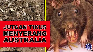 “Kiamat” Wabah Tikus!!! Ketika Jutaan Tikus Meneror Australia