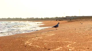 Чайка гуляет по берегу моря ~ Азовское море ~